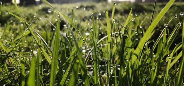 Close-up of wet grass on field during rainy season