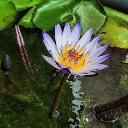 Close-up of water lily in pond