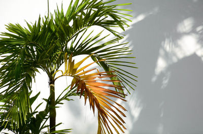 Low angle view of palm tree against sky