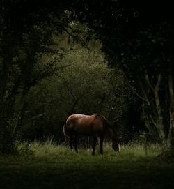 View of a horse on field