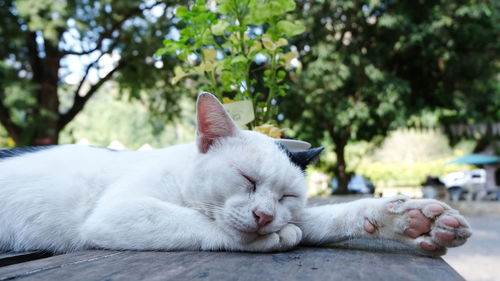 Close-up of cat sleeping