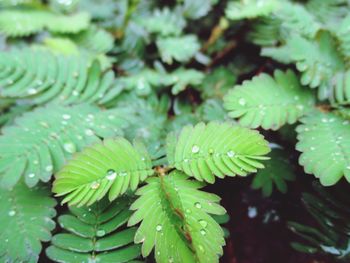 Full frame shot of wet leaves