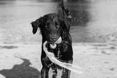 Close-up portrait of dog