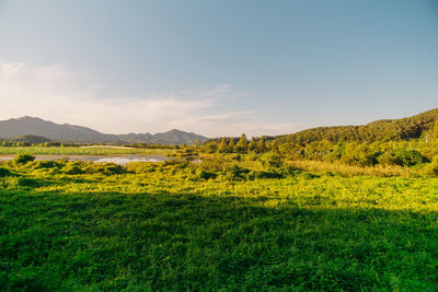 Scenic view of field against sky