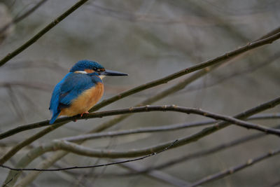 Low angle view of bird perching on branch