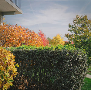 Plants and trees against sky