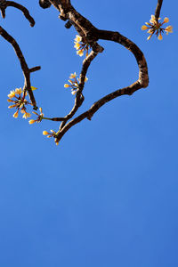 Low angle view of cherry blossom against clear blue sky