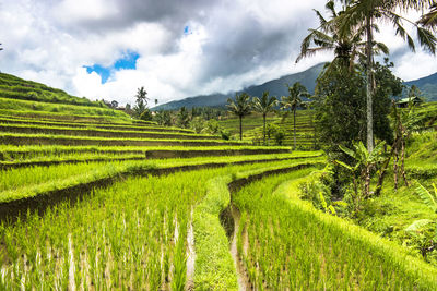 Scenic view of rice field against sky