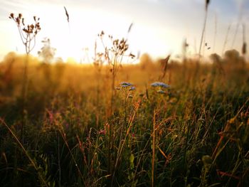 Close-up of grass in field against sky