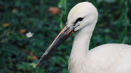 White stork seen nearby a typical alsace village called riveauvillé. 