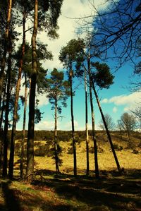 Trees on field against sky