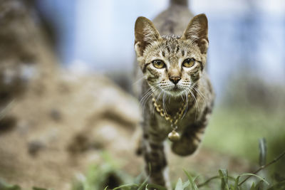 Portrait of tabby cat outdoors