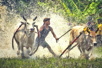 Young man herding cows at farm