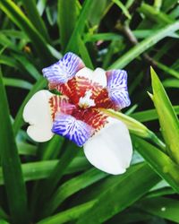 Close-up of flowers