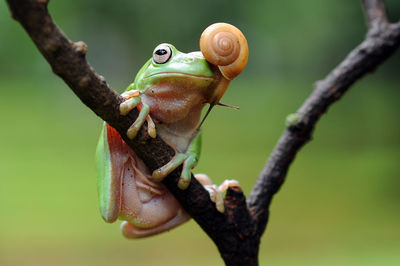 Close-up of snail on branch