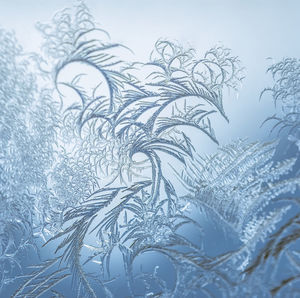 Close-up of snow covered tree