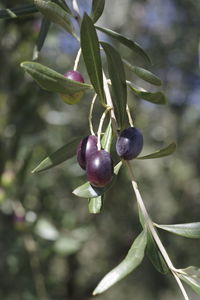 Close-up of berries growing on tree