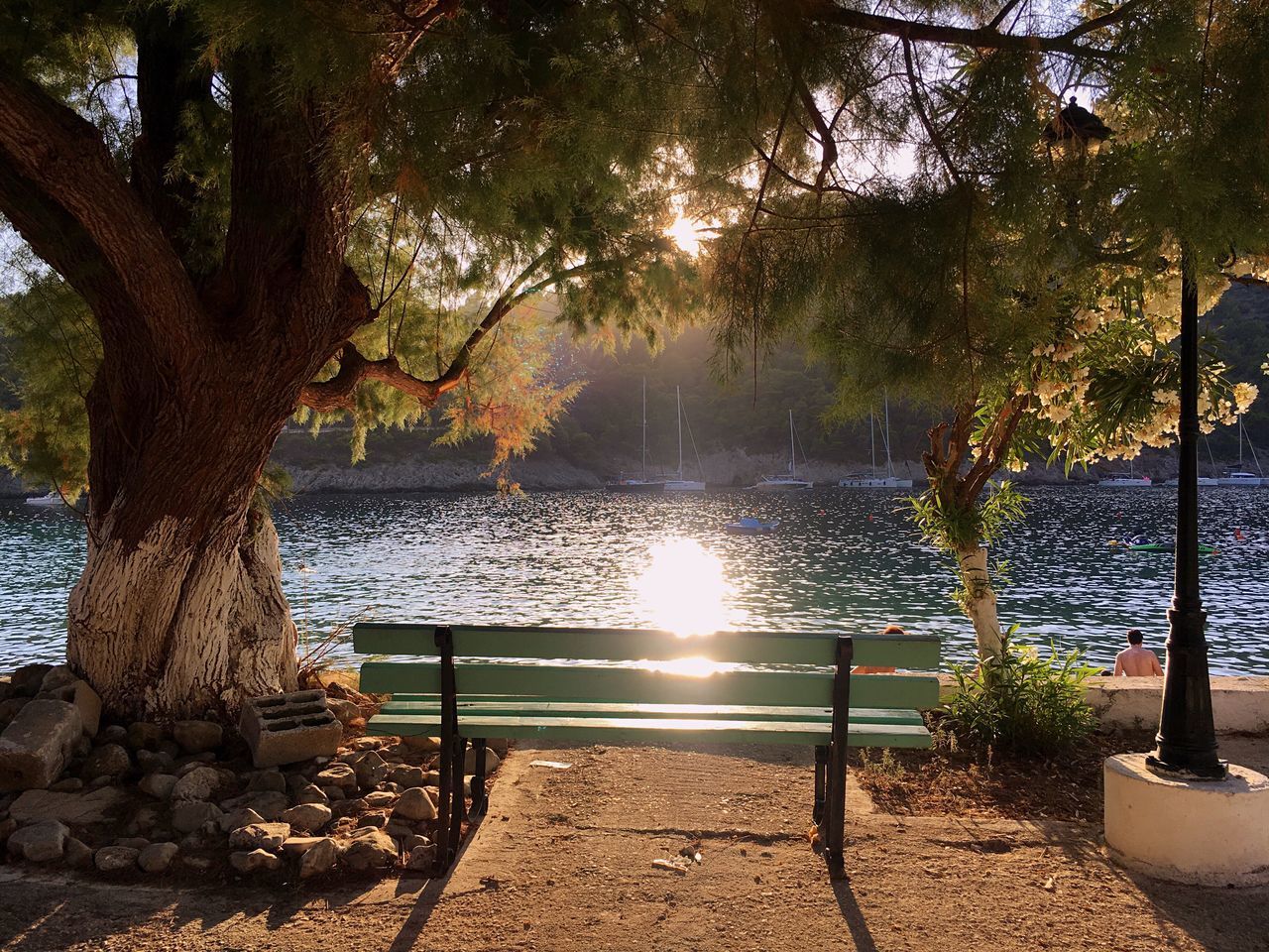 water, tree, nature, beauty in nature, no people, tranquility, scenics, tranquil scene, sea, outdoors, sunlight, day, branch, growth, sky