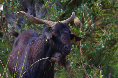 Close-up of goat looking away against trees outdoors