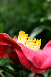 Close-up of bee on yellow flower