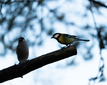 Bird perching on a tree