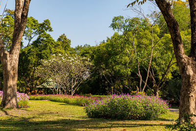 Trees and plants in park