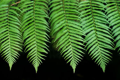 Close-up of green leaves