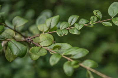 Close-up of green leaves on plant