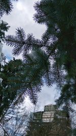 Low angle view of trees against sky