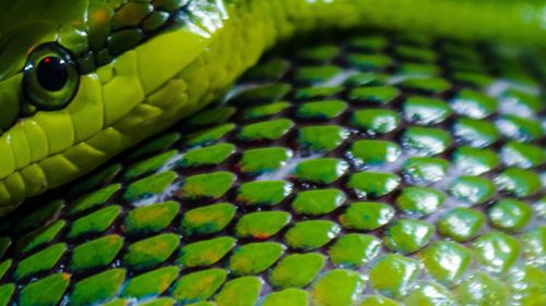 Close-up of green snake