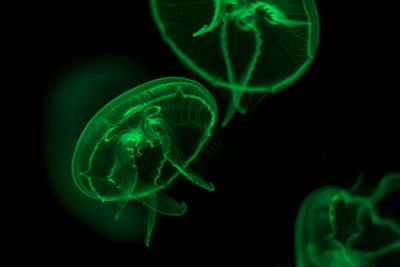 Close-up of jellyfish against black background