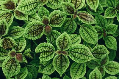 Full frame shot of herbs growing outdoors