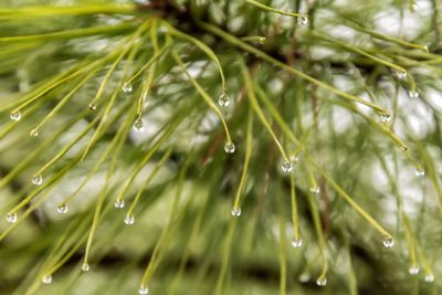 Close-up of raindrops on leaves