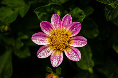 Close-up of pink flower