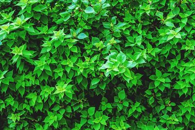 Full frame shot of fresh green plants