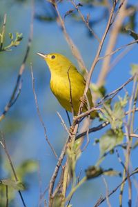 Close-up of bird perching on tree