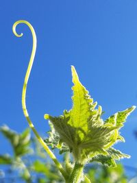 Low angle view of leaves against clear blue sky