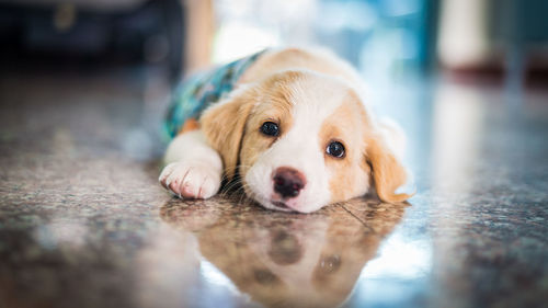 Close-up portrait of puppy