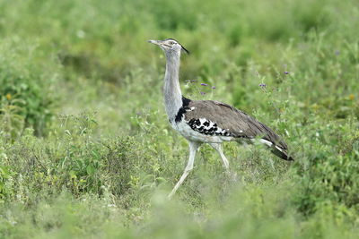 Side view of a bird on a field