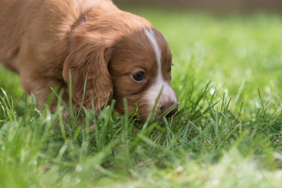 Close-up of puppy on grass