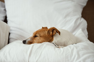 Dog sleeping and resting at the bed.