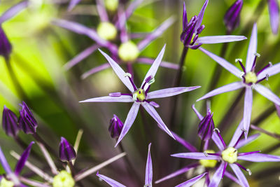 Close-up of purple flowers