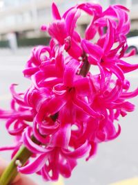 Close-up of pink flowers