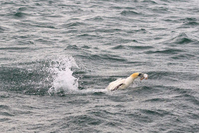 View of fish swimming in sea