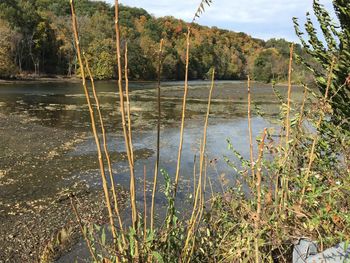 Scenic view of river against sky
