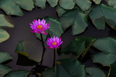 Close-up of lotus water lily in pond