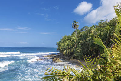 Waterfront scenery with palm trees near manzanillo costa-rica