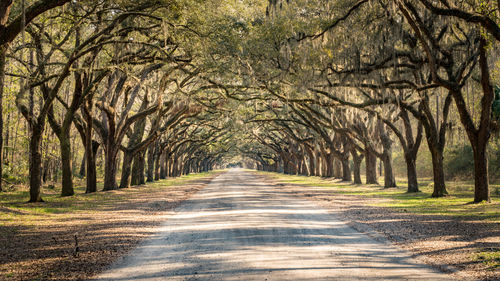 Road amidst trees in forest