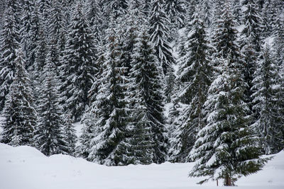 Scenic view of snowcapped trees against sky