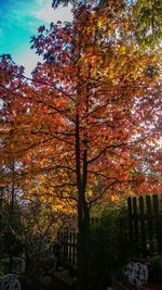 Close-up of tree against sky